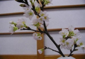 Wakaba Ryokan / Vacation STAY 29366